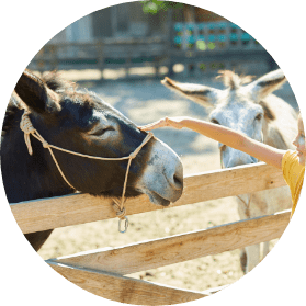 national zoo - donkey closeup